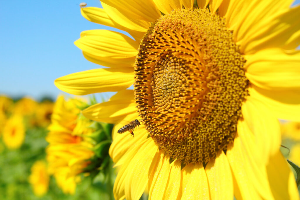 Bee flying near a sunflower in a Pollinator Garden. 