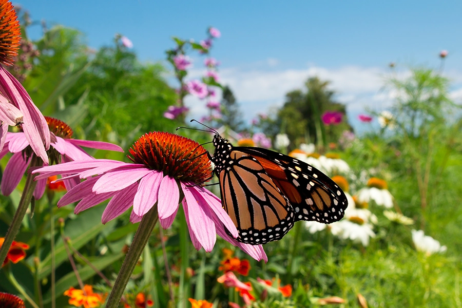 Build a pollinator garden to attract butterflies and bees. 