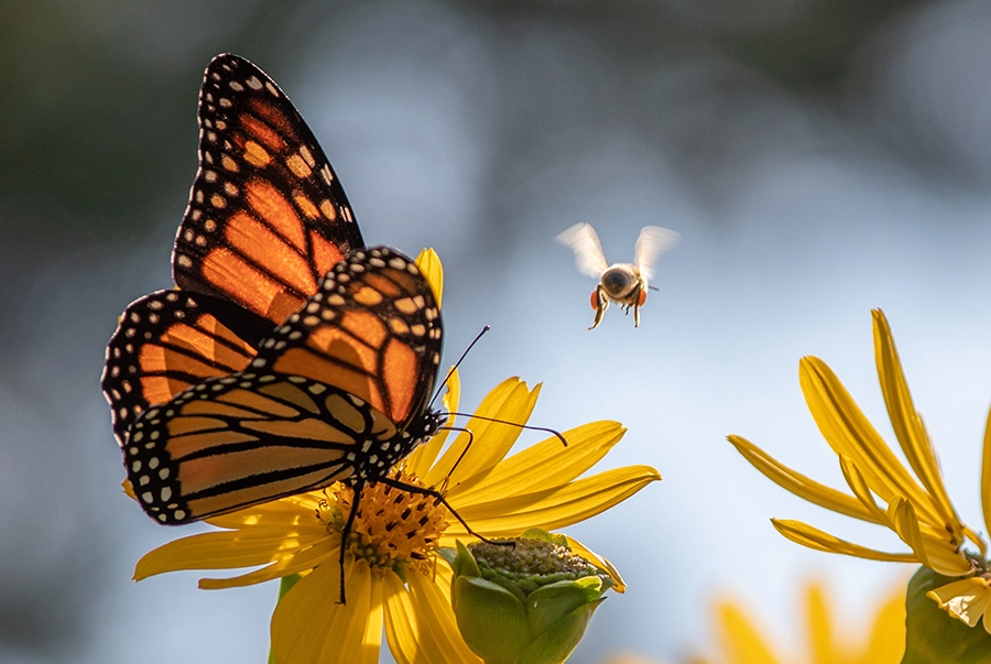 Butterflies and bees are attracted to a pollinator garden. 