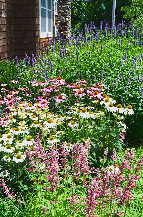 Pollinator garden flower must haves. 