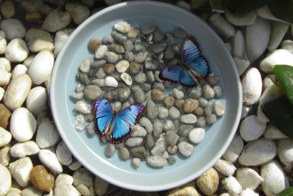 Create a watering spot for butterflies with pebbles, water and small dish. 