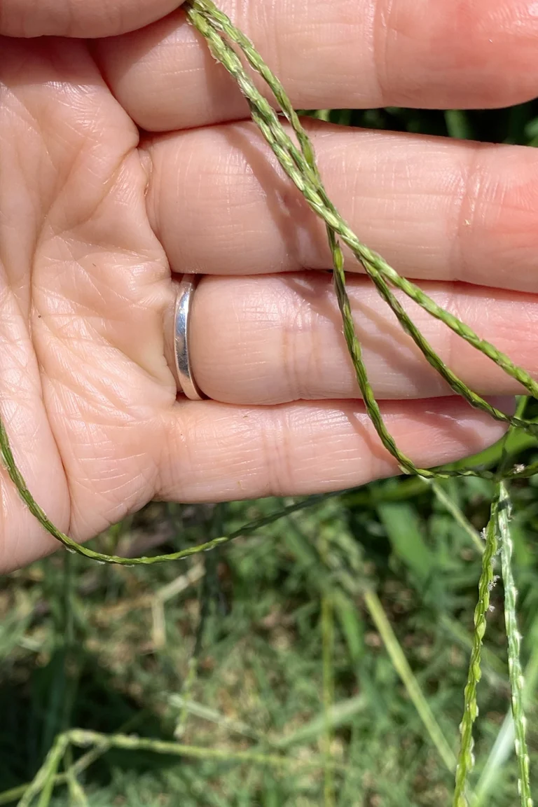 Get rid of crabgrass: crabgrass seeds texture and identification